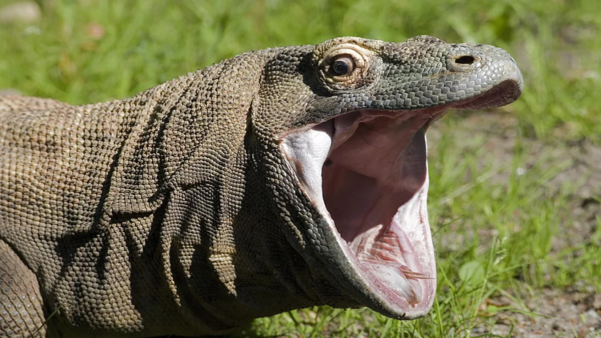 The KomodoHype banner: the open-mouthed Komodo dragon photograph that became a global Twitch emote.