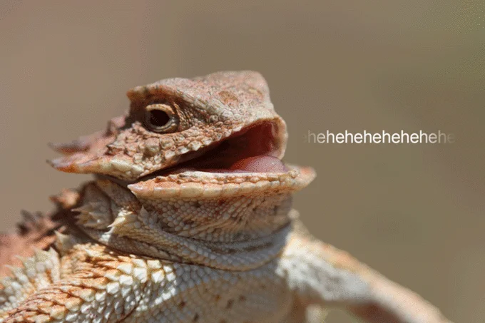 Animated GIF variant of the meme, with 'hehehehe' text scrolling next to the lizard's laughing face.