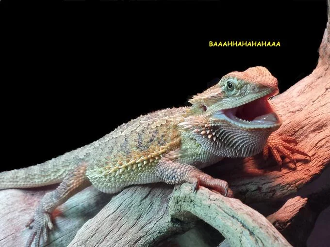 Bearded dragon variant of the laughing lizard meme captioned 'BAAAHHAHAHAHAAA'.