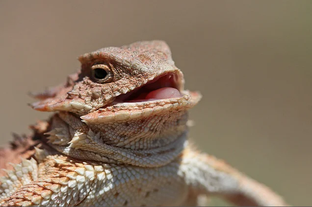 The original unedited source photo of the horned lizard used in the 'hhhehehe' meme.