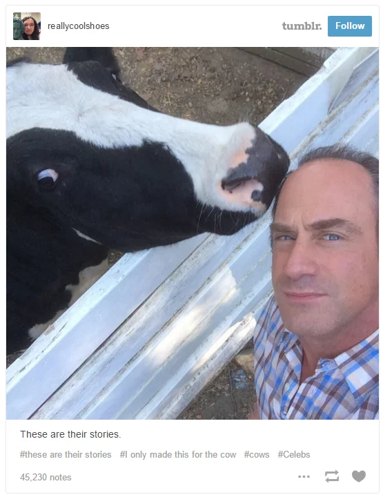 A Tumblr post riffing on the 'these are their stories' Law & Order intro line with a photo of Meloni and a cow.