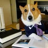The iconic Lawyer Dog template with serious professional demeanor.