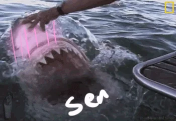 Left Shark