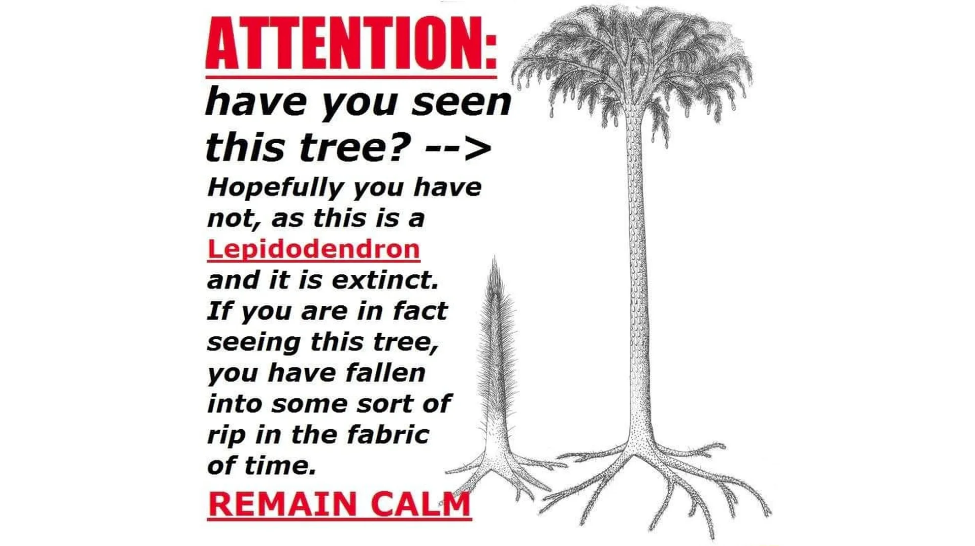 The original 'Attention: Have You Seen This Tree?' meme warning viewers that spotting a Lepidodendron means they have slipped through a rip in the fabric of time.