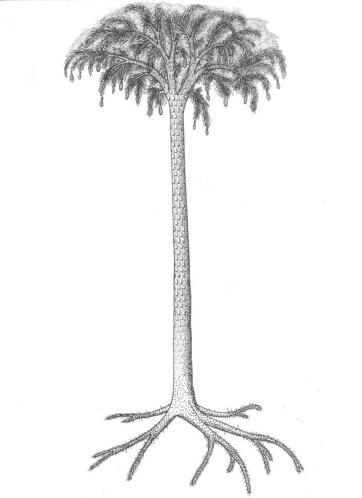 The unaltered scientific illustration of the extinct Lepidodendron tree that became the visual centerpiece of the 'have you seen this tree' meme.