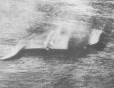 Classic grainy Loch Ness Monster sighting photo.