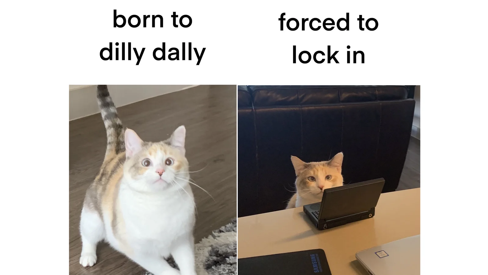 Born to/Forced to meme contrasting relaxation with focus.