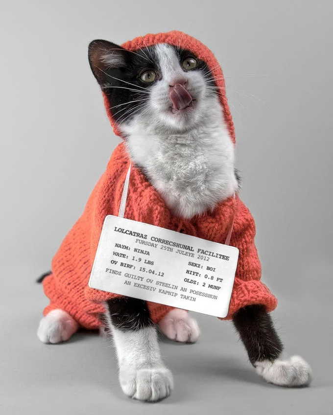 LOLcats / I Can Has Cheezburger