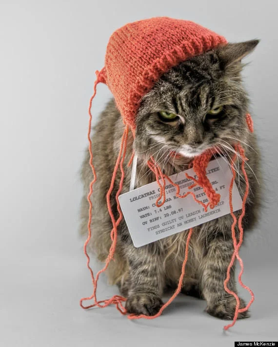 LOLcats / I Can Has Cheezburger