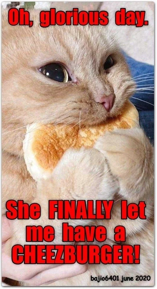 Cat finally achieving cheezburger dream with bread.