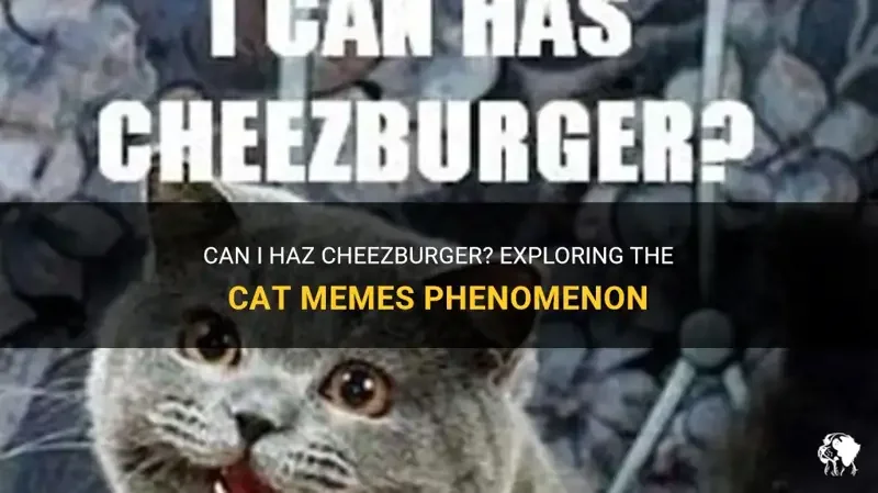 LOLcats / I Can Has Cheezburger