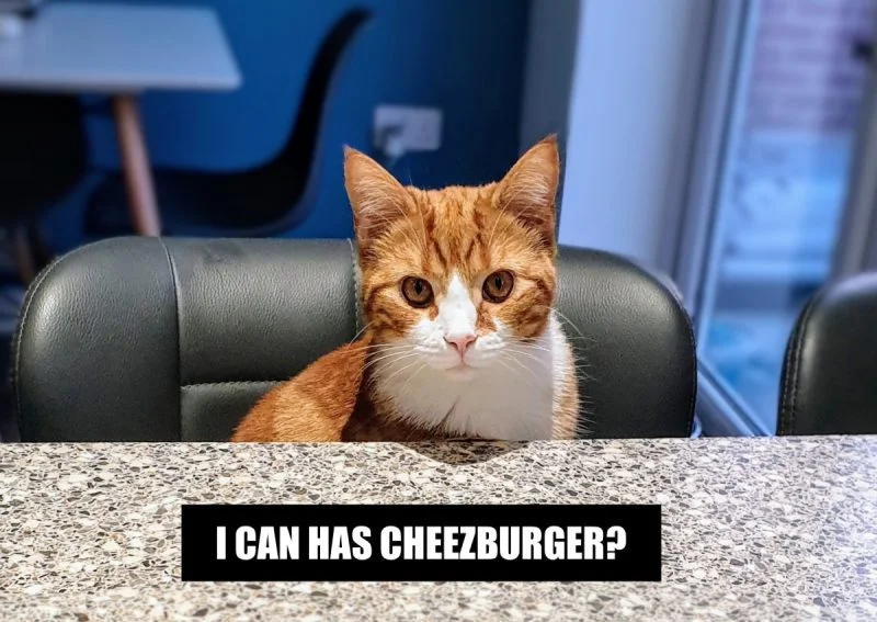 LOLcats / I Can Has Cheezburger