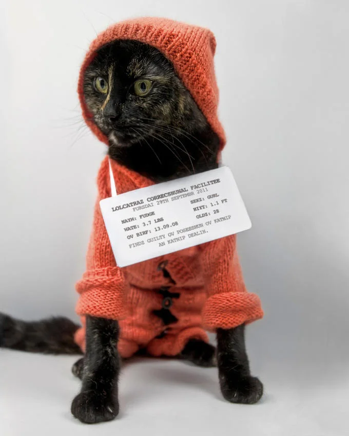 LOLcats security meme with password joke.