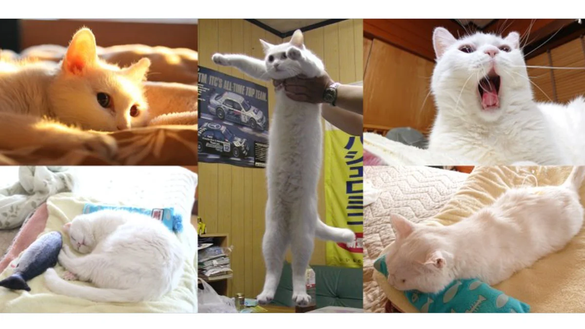 The definitive Longcat meme photograph.