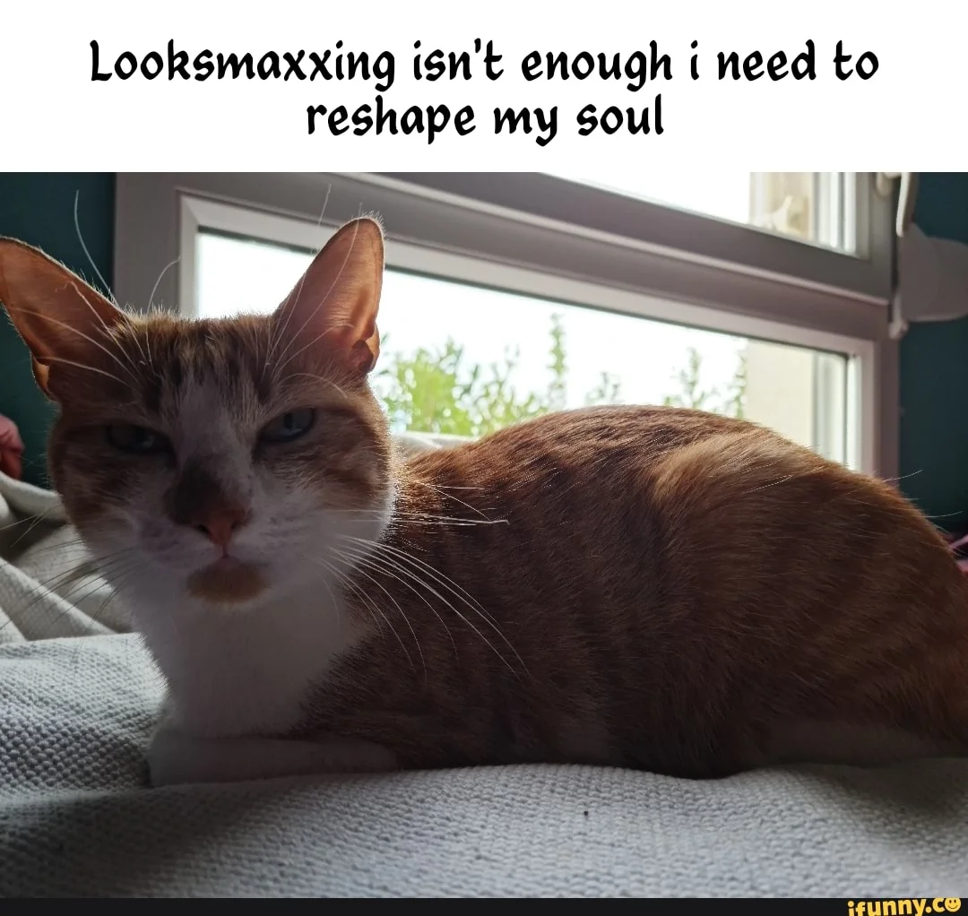 Satirical cat meme critiquing looksmaxxing focus.