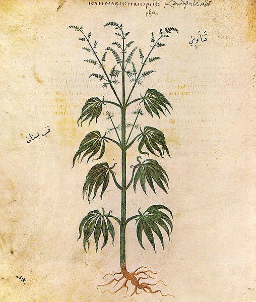 A historical botanical drawing of the cannabis plant, illustrating its long documented history in human culture.