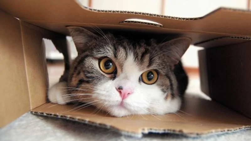 Maru peers out from inside a cardboard box, one of his most iconic poses that helped define his internet fame.
