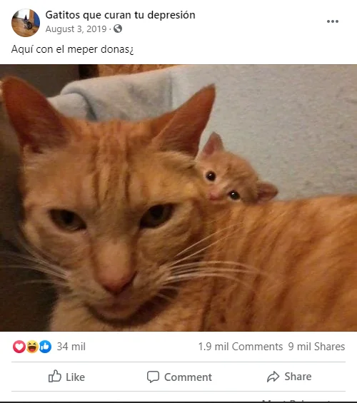 A parody album-cover remix titled 'Giant Kitten' by Carrie Dahlby using the meme composition.