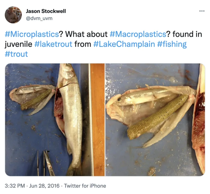 A 2016 tweet highlighting 'macroplastics' found inside a juvenile lake trout, often shared alongside microplastics discussions.