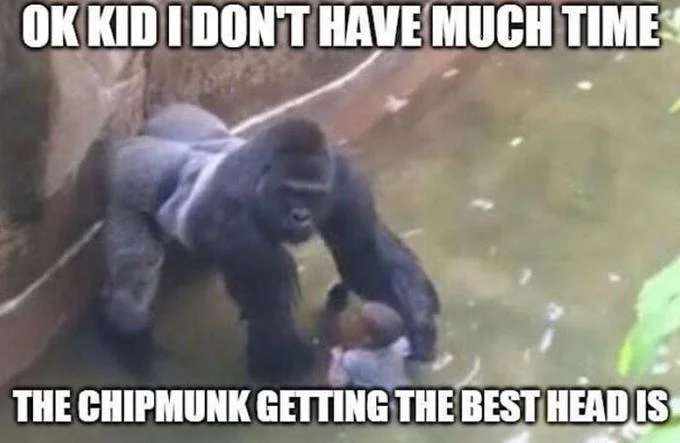 A precursor Harambe-based "dying wisdom" meme that shares the same joke structure later reused with the melting chocolate gorilla.
