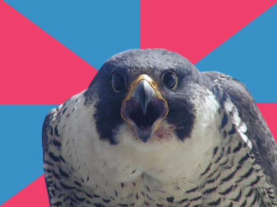 The blank Millennial Falcon advice animal template, featuring a squawking peregrine falcon over a pink-and-blue pinwheel backdrop.