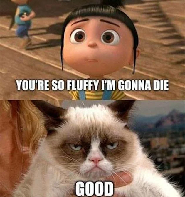 Popular Despicable Me and Grumpy Cat crossover meme.