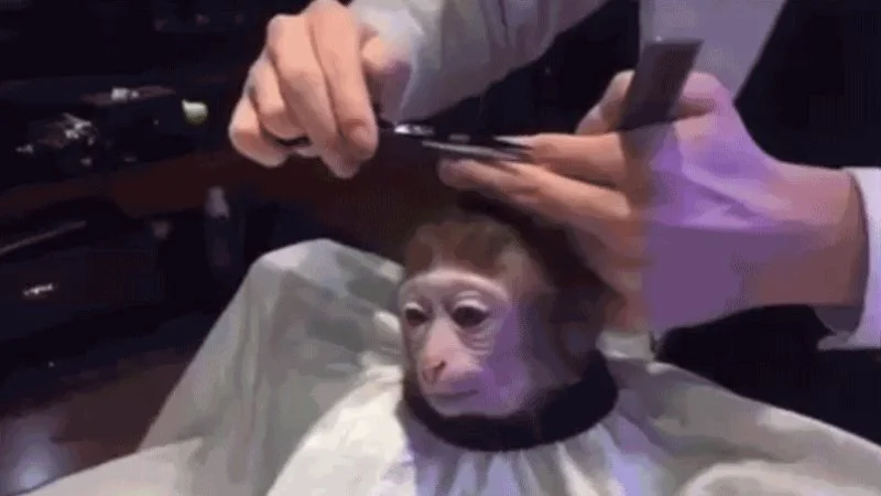 The original viral clip of a monkey receiving a haircut, which spawned the 'Monkey Haircut' meme.