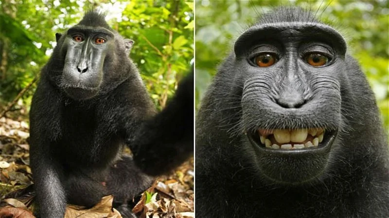 Two distinct selfie moments showcasing macaque's expressions.