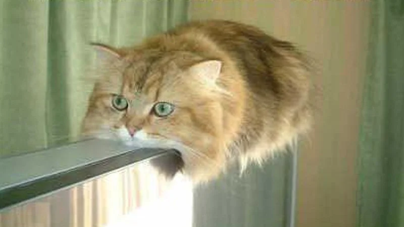 The defining visual of this classic internet meme.