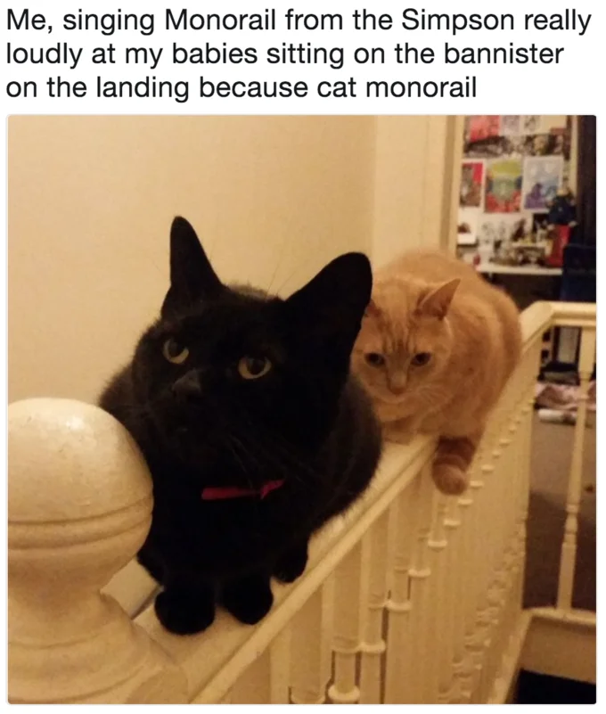 Monorail Cat