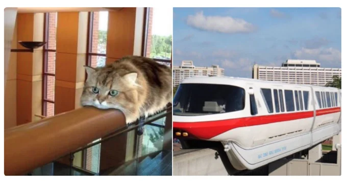 Visual comparison paralleling cat pose with vehicle.