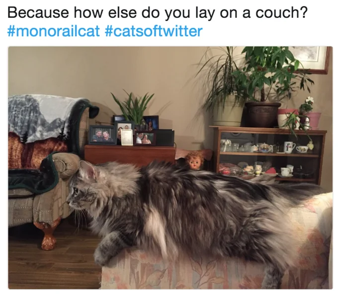 Social media take on monorail cat concept.