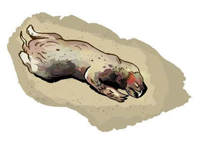 Creative interpretation of the mysterious creature.