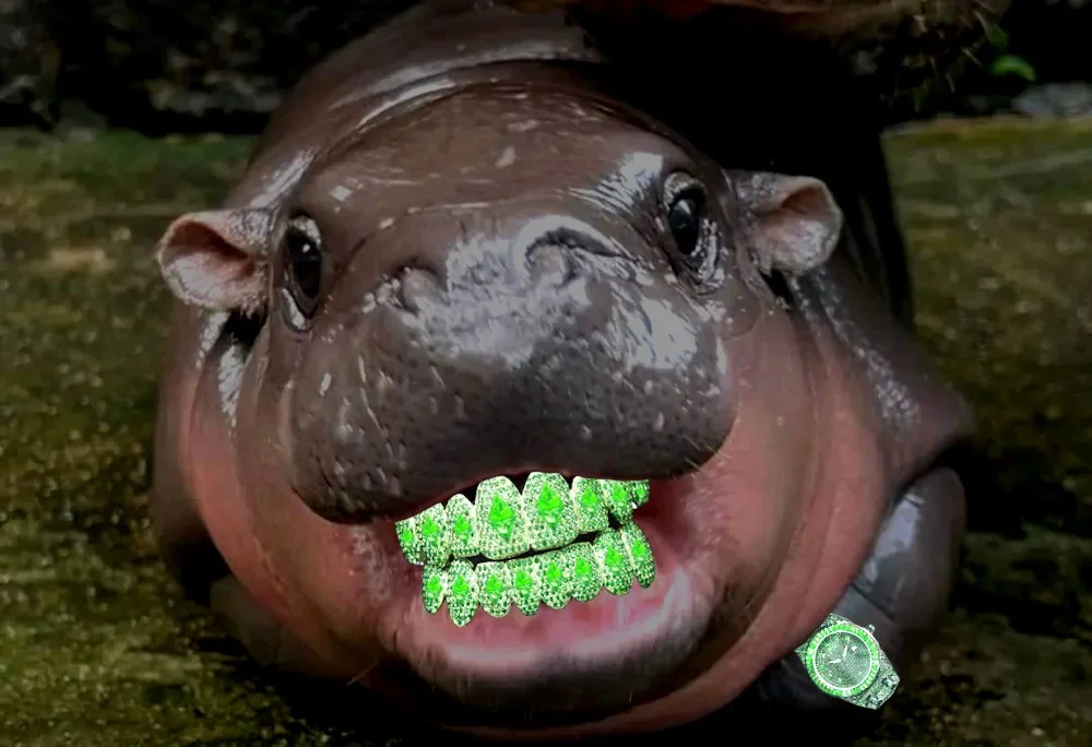 Moo Deng