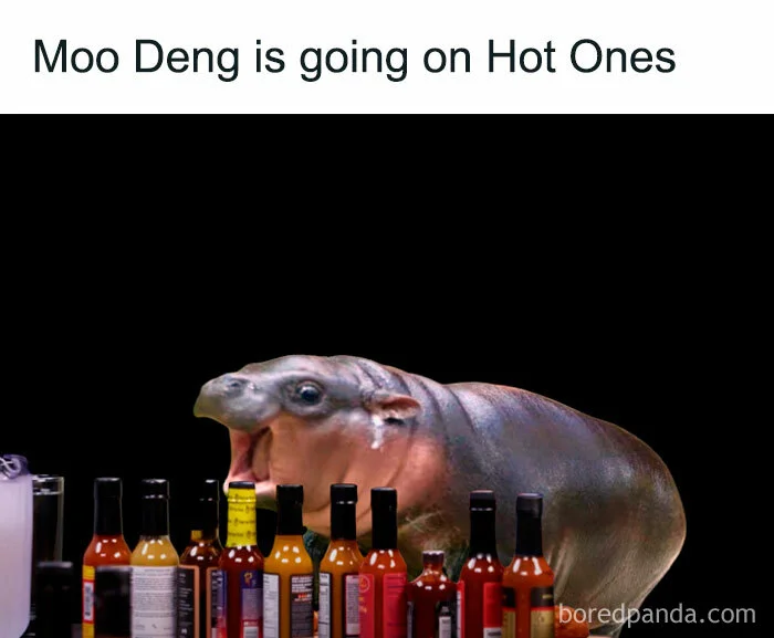 Moo Deng Hot Ones parody meme.