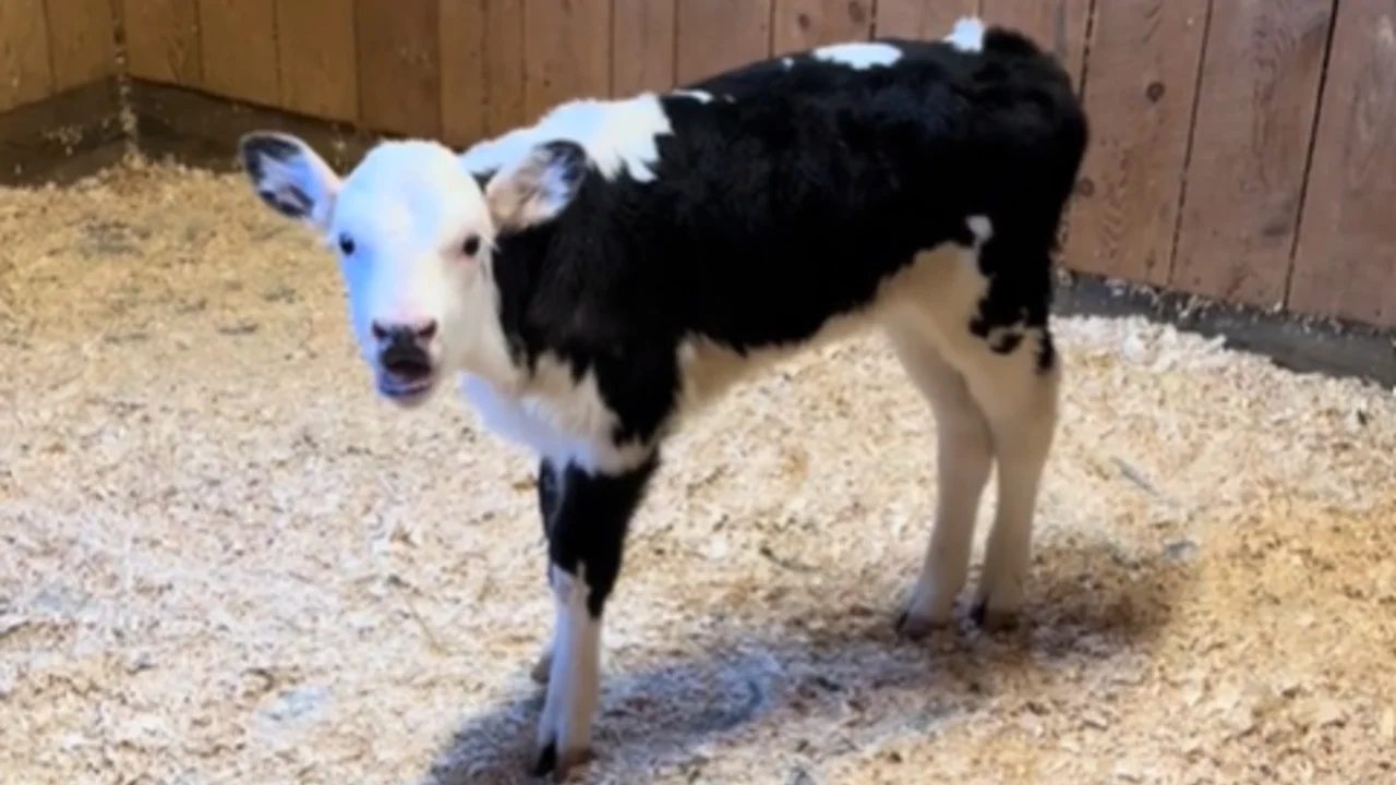 Moothew the calf from Zesty Cow Dairy, captured mid-moo in the moment that inspired the 'You Found Your Moo' meme.
