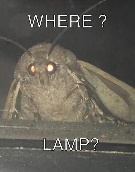 Desperate yearning quality of moth obsession.