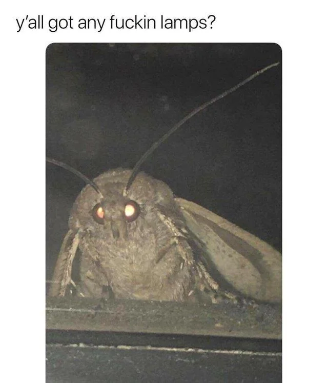 Clean composition exemplifying canonical meme format.