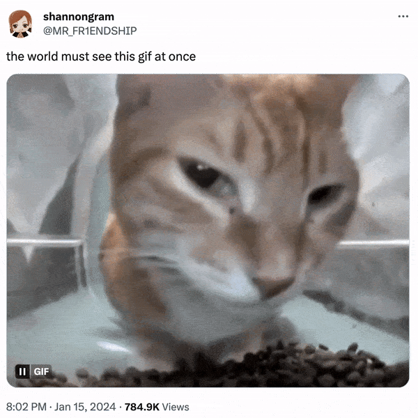 Mr Fresh Side Eye Cat