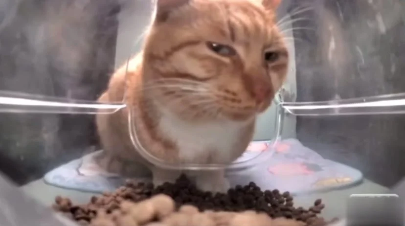 Mr Fresh Side Eye Cat