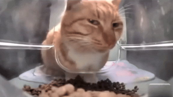 Mr Fresh Side Eye Cat