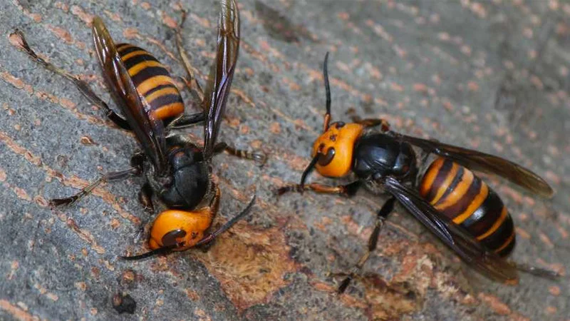 The insects sparking viral meme sensation.