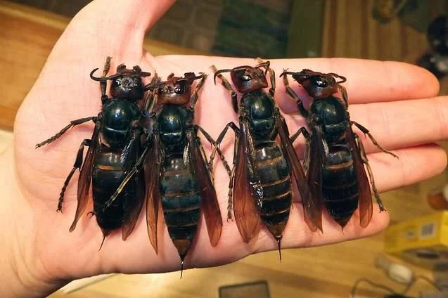 Image emphasizing alarming insect size widely circulated.