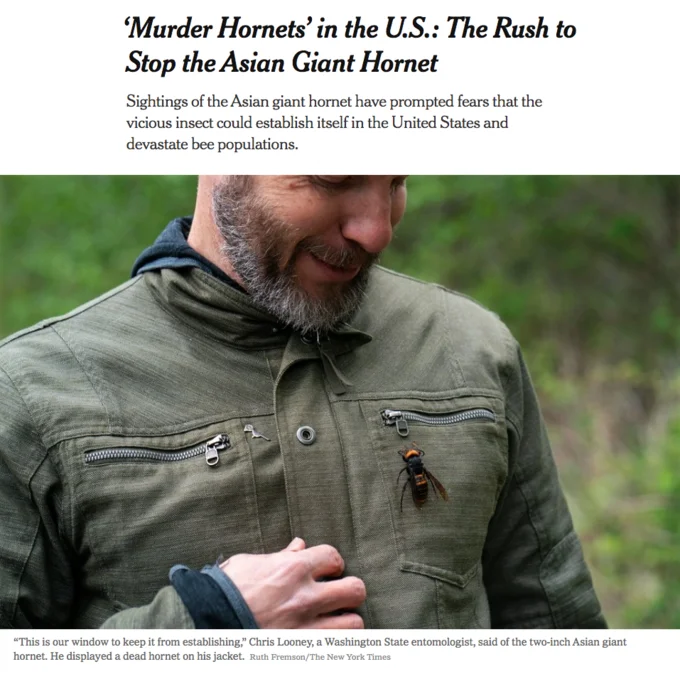 Murder Hornet Invasion