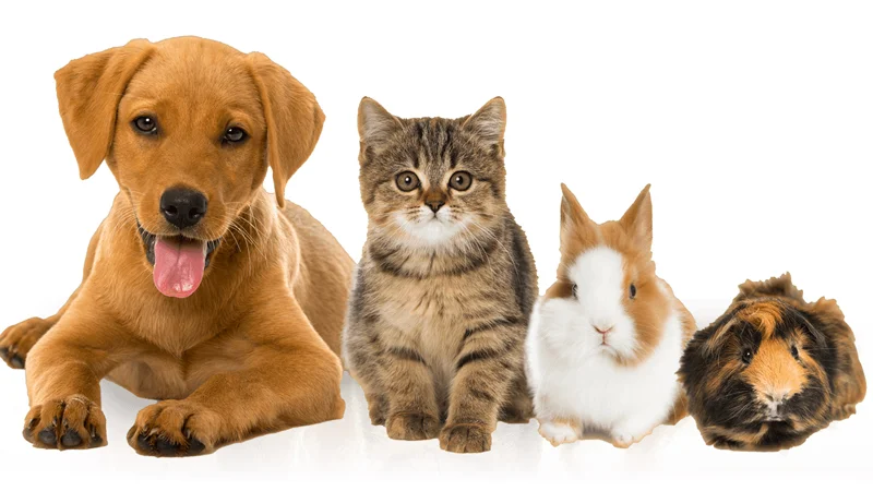 Header image for the 'My Pet's Name Is' meme, featuring a lineup of common household pets.