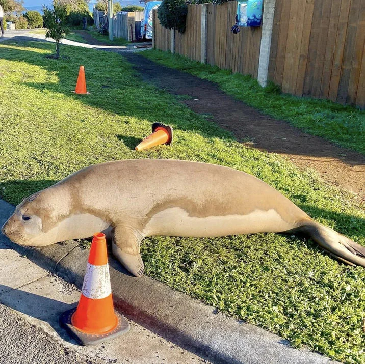 Neil the Seal's iconic photograph with traffic cone.
