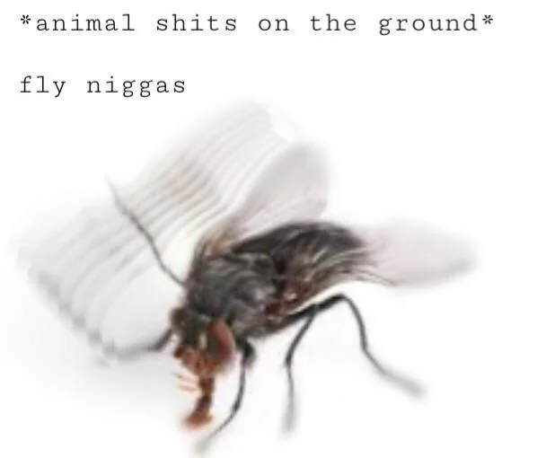 A 'Fly niggas be like' variant illustrating how houseflies react to animal droppings.