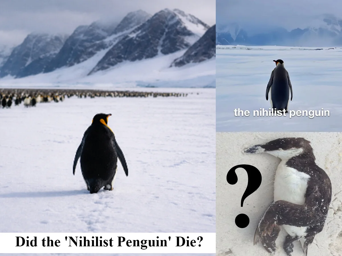 4-panel Nihilist Penguin meme explanation grid.
