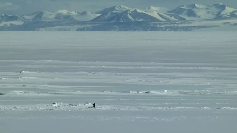 Penguin crossing barren ice toward distant mountain.