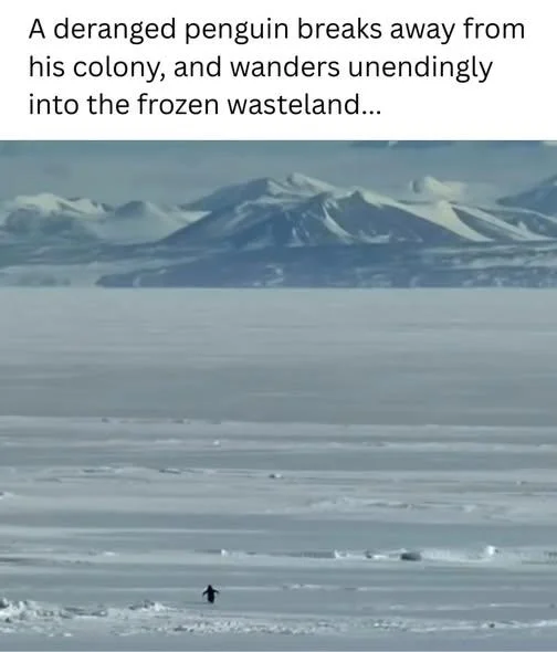 Penguin breaks from colony to wander endlessly.
